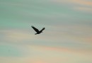 Korppi_common crow  * ASCII * 800 x 553 * (446KB)